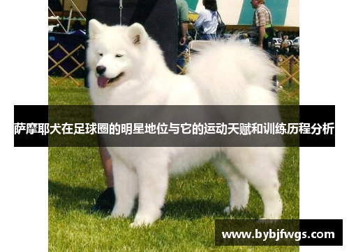 萨摩耶犬在足球圈的明星地位与它的运动天赋和训练历程分析